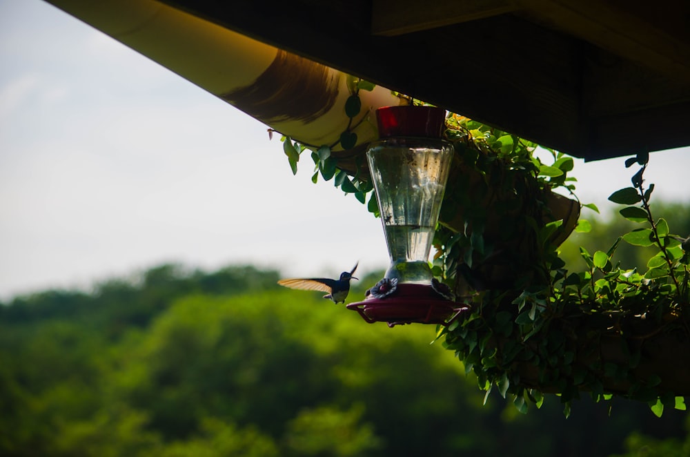 un colibri s’envolant d’une mangeoire à colibris