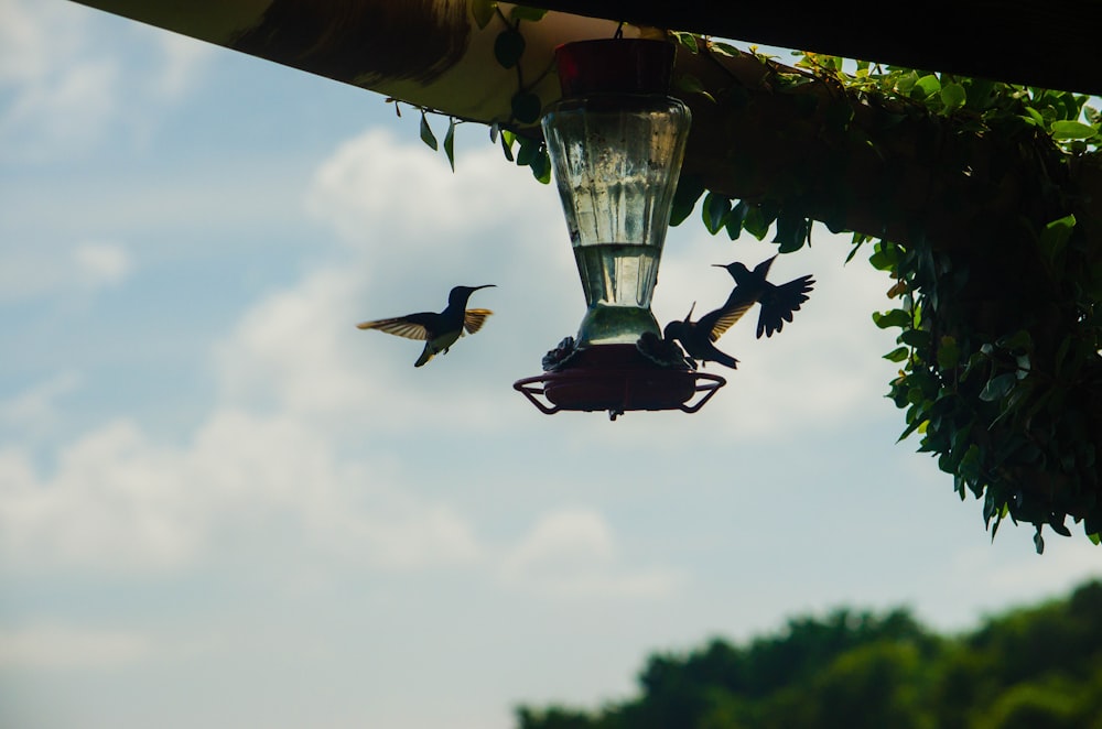 um beija-flor voando ao lado de um alimentador de beija-flores