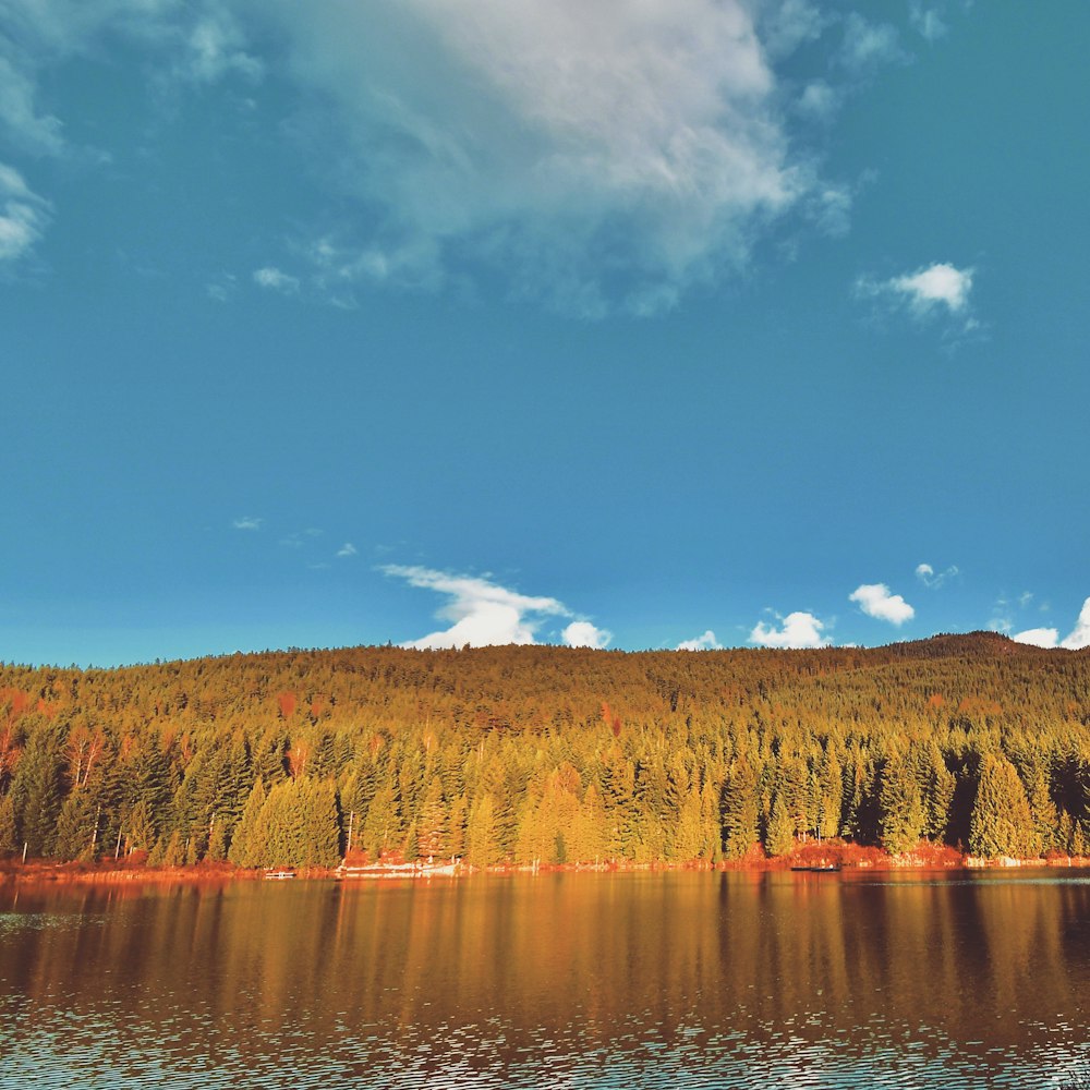 a large body of water surrounded by trees