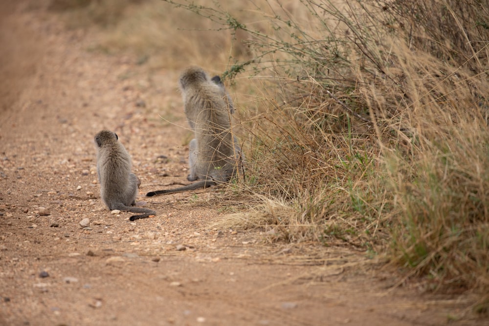 two monkeys sitting on the side of a dirt road