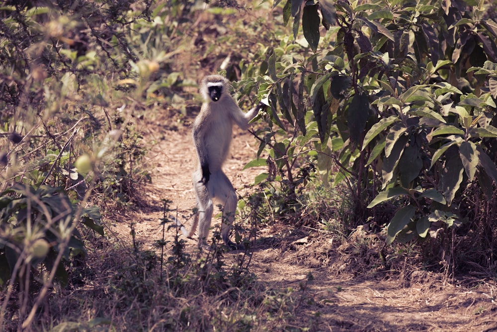 a monkey standing on its hind legs in a field