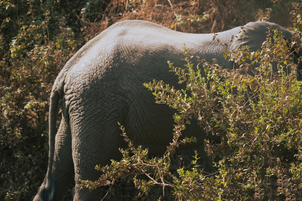 an elephant is walking through the brush