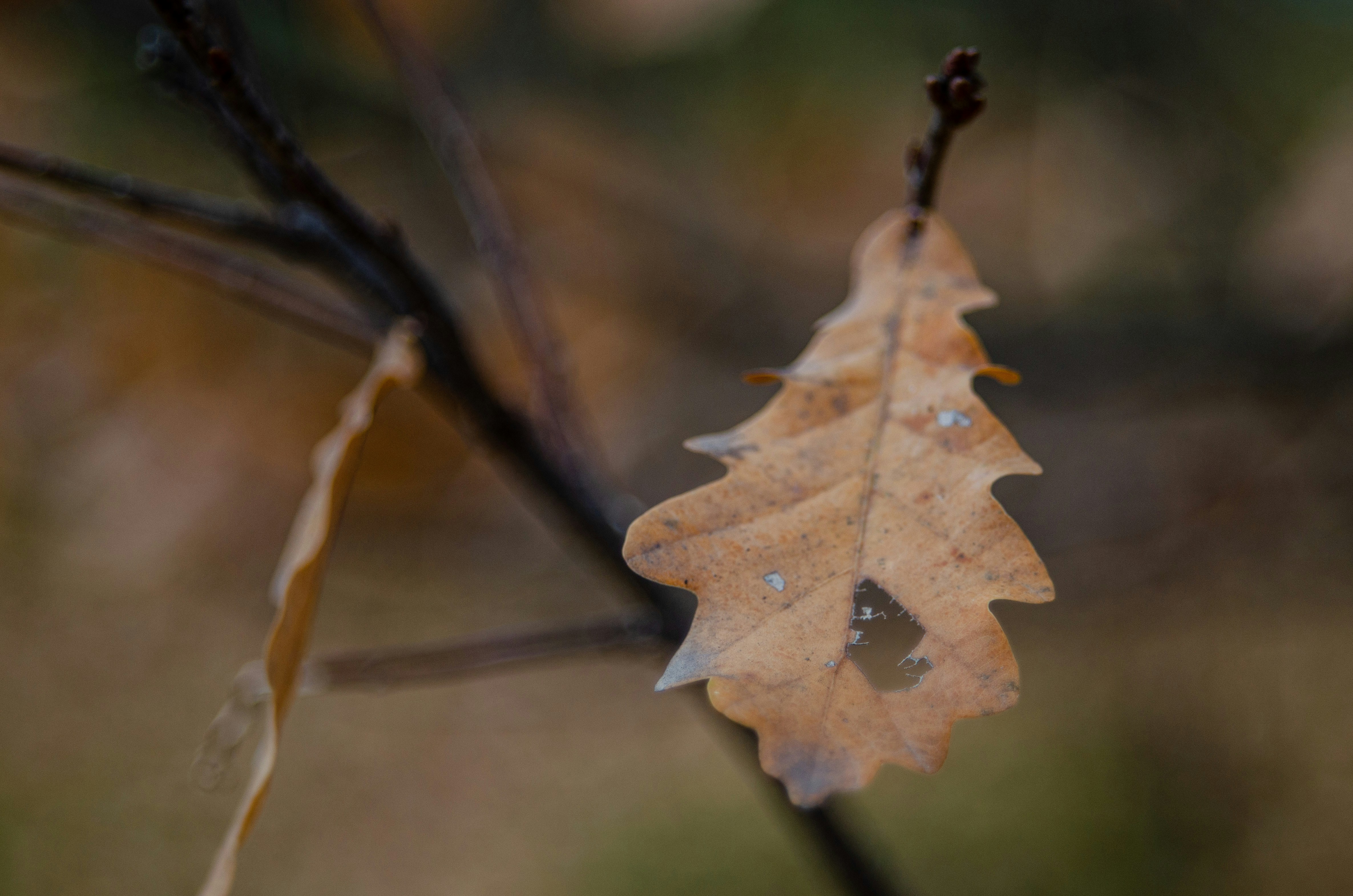 Photo by indi_grunge