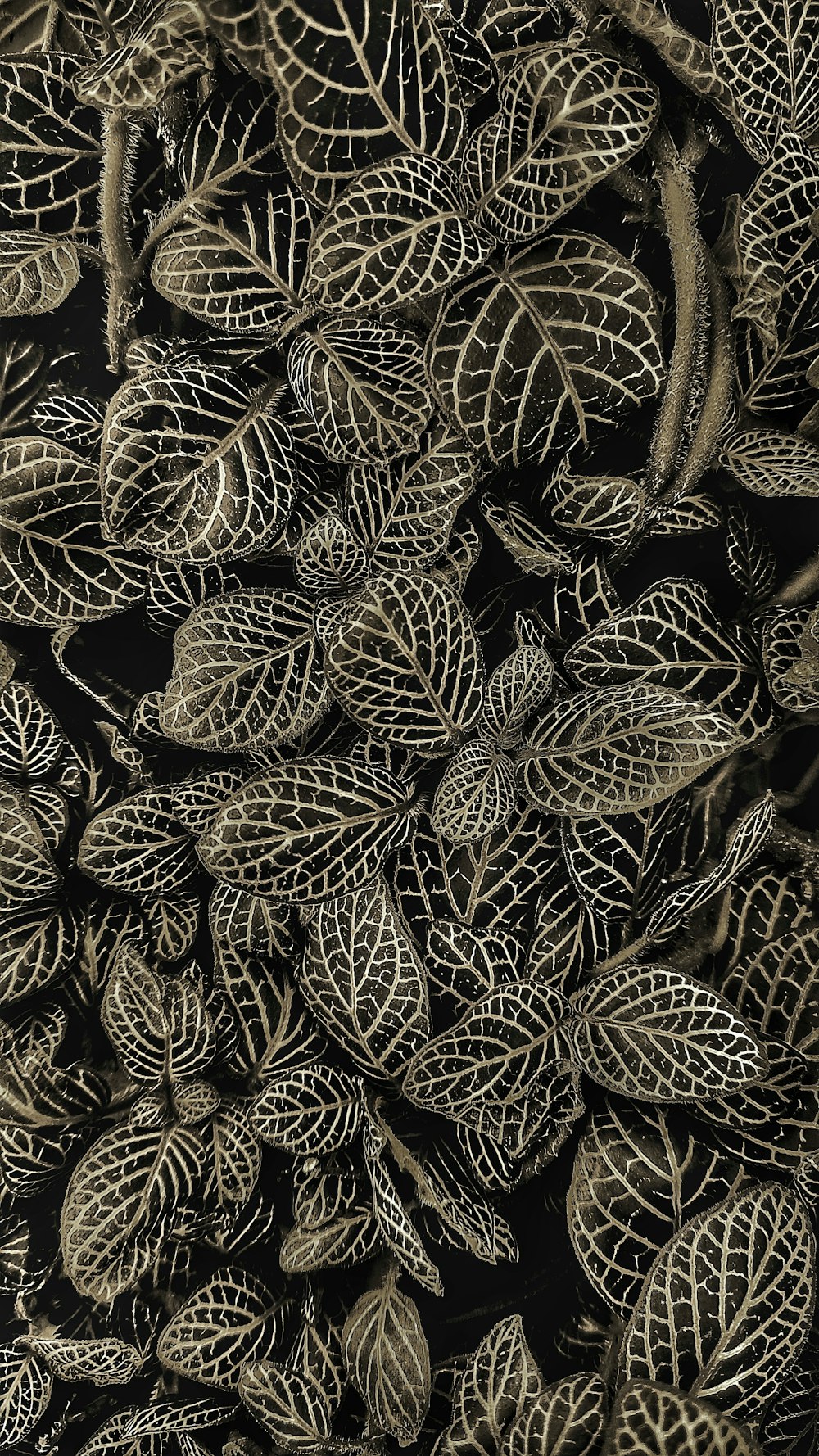 a black and white photo of a bunch of leaves