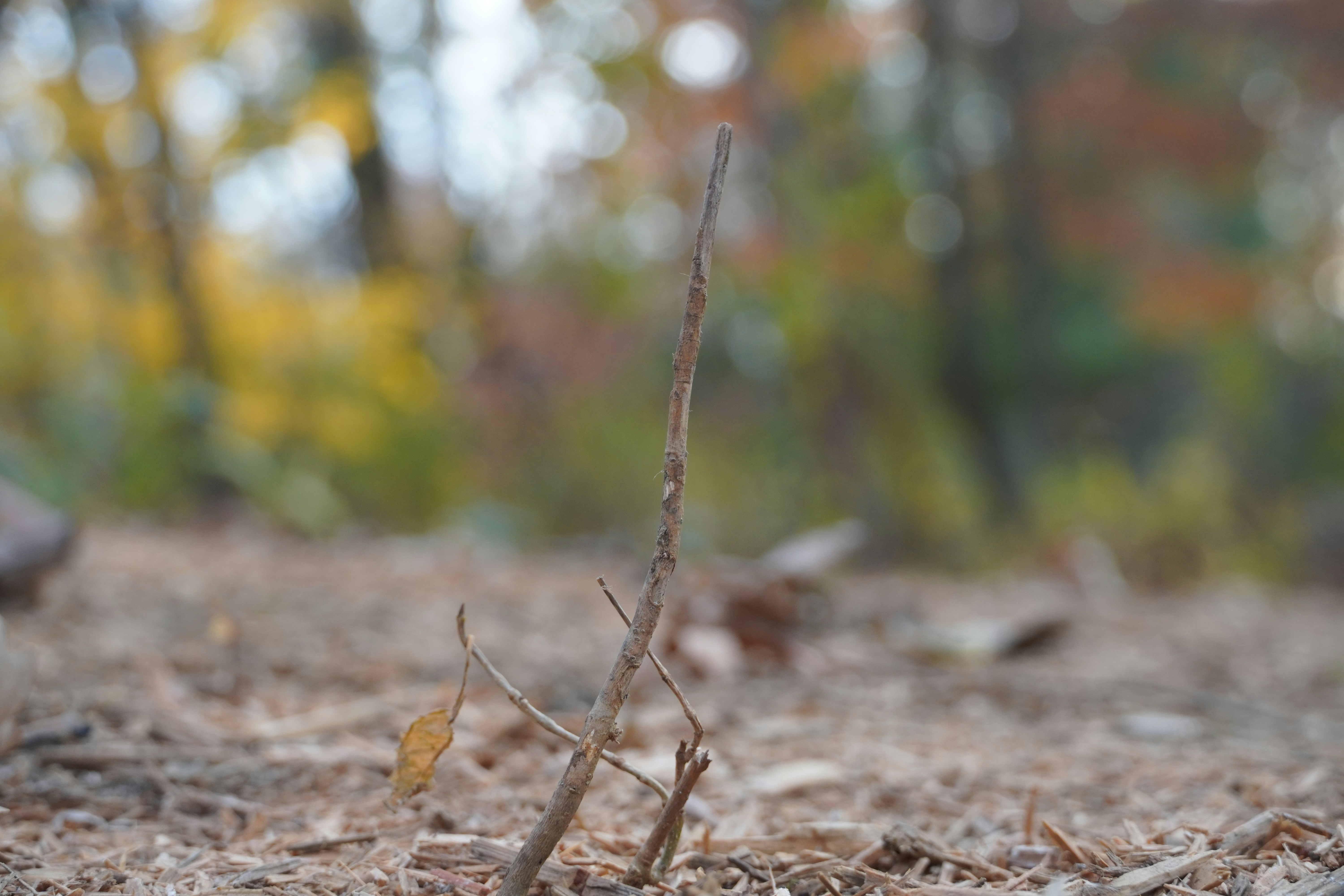 a small tree in the middle of a forest