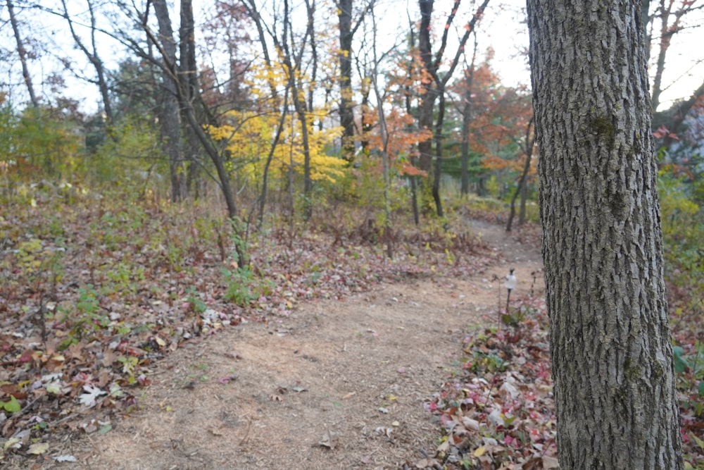a dirt path in a wooded area next to a tree