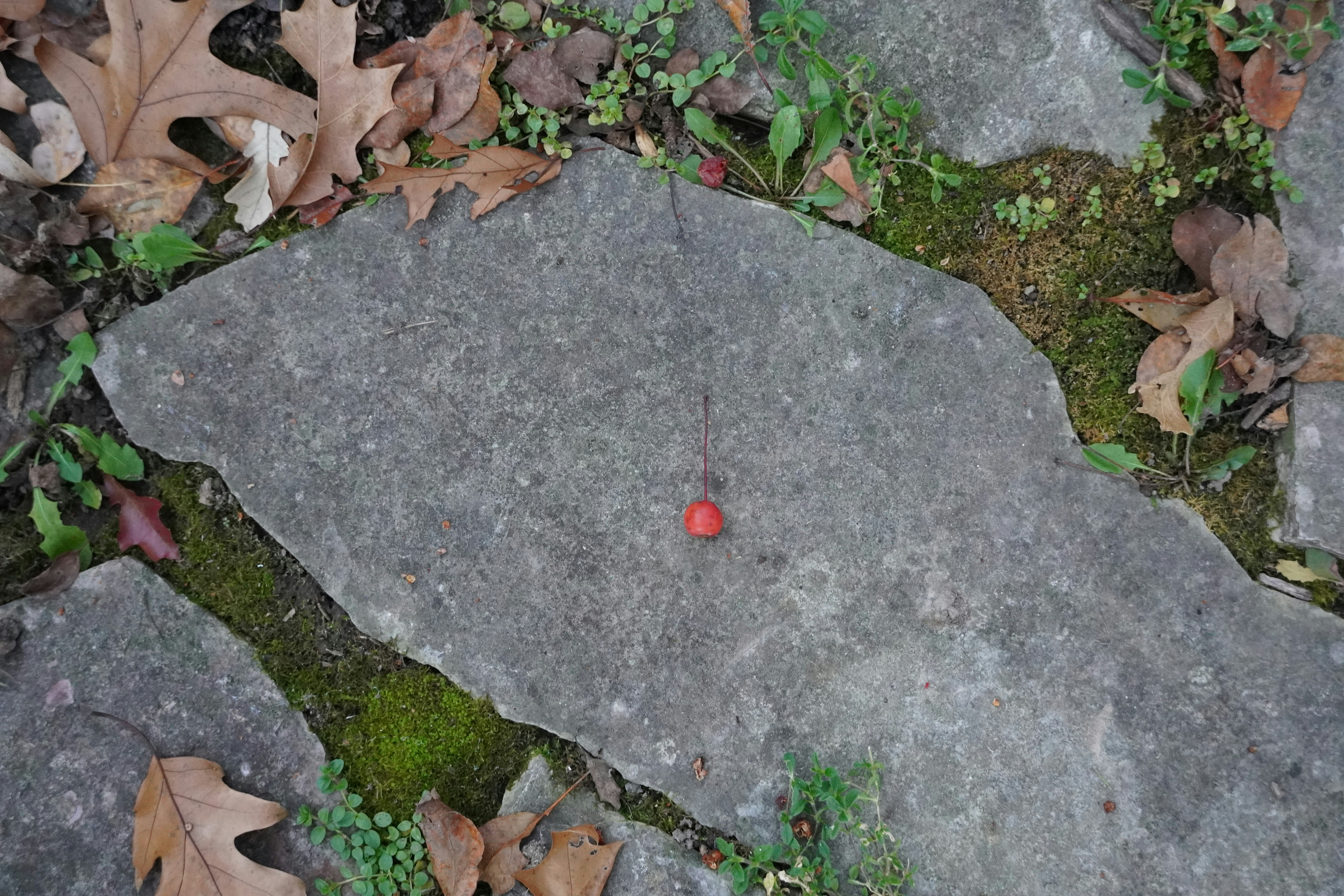 a red ball sitting on top of a rock surrounded by leaves
