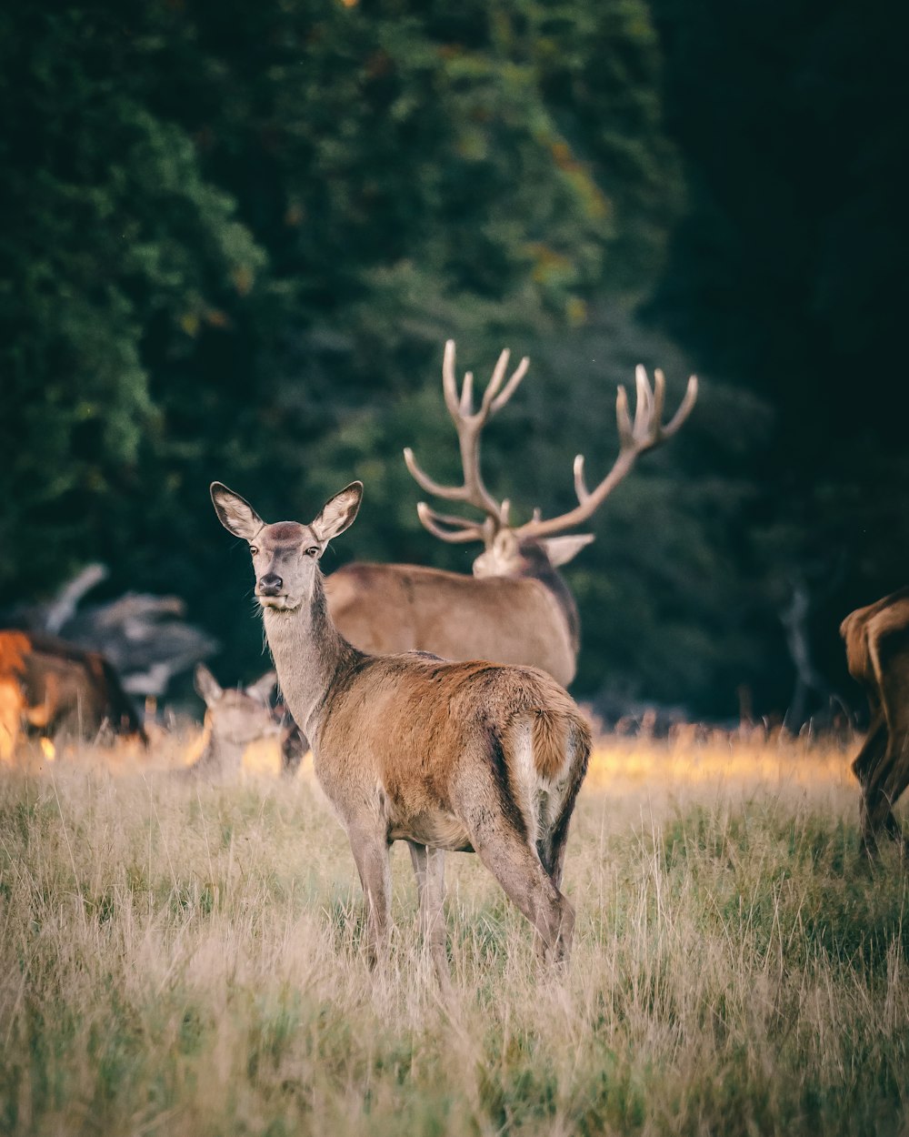 a herd of deer standing on top of a grass covered field