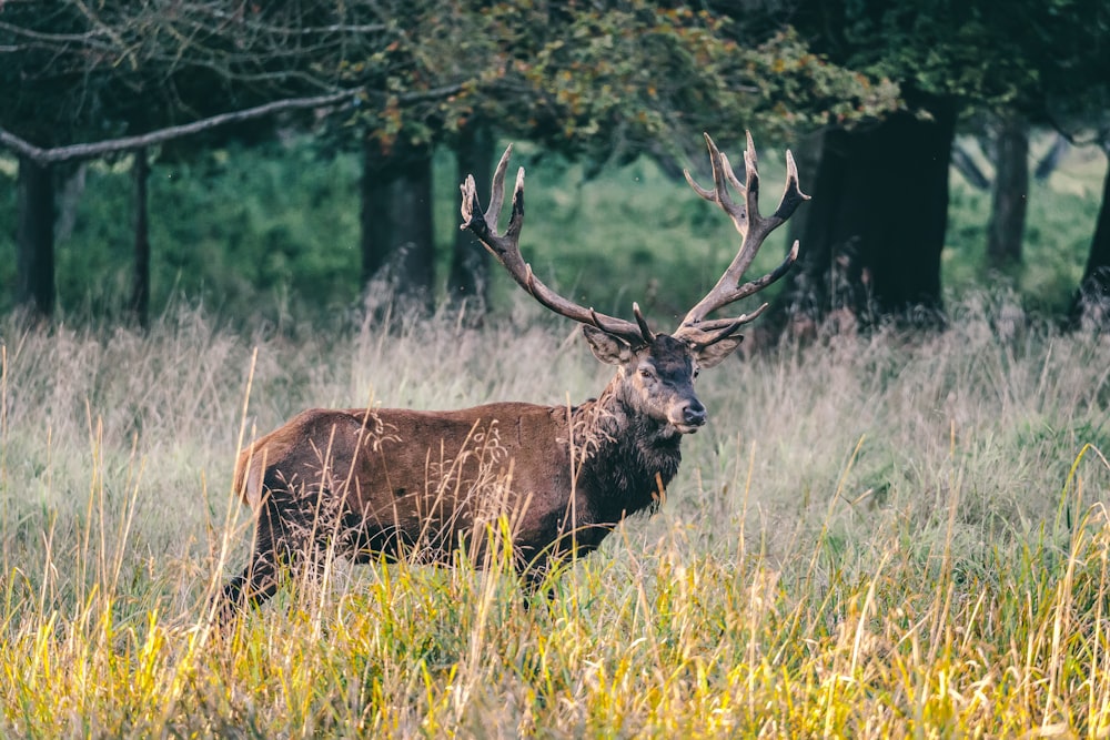 a deer standing in a field of tall grass