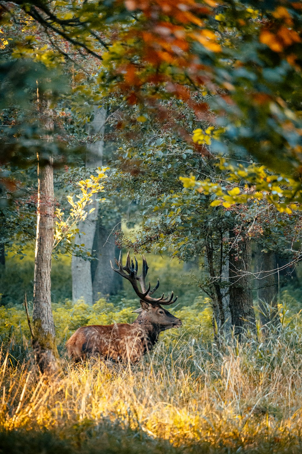 a deer standing in the middle of a forest