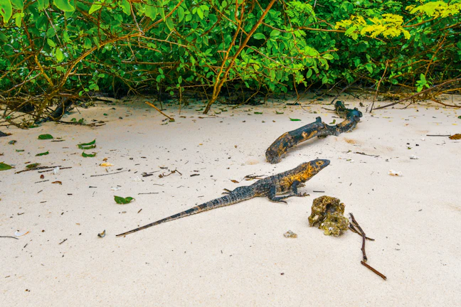 2-Day Bocas del Toro Budget Itinerary: $20 a Day Guide