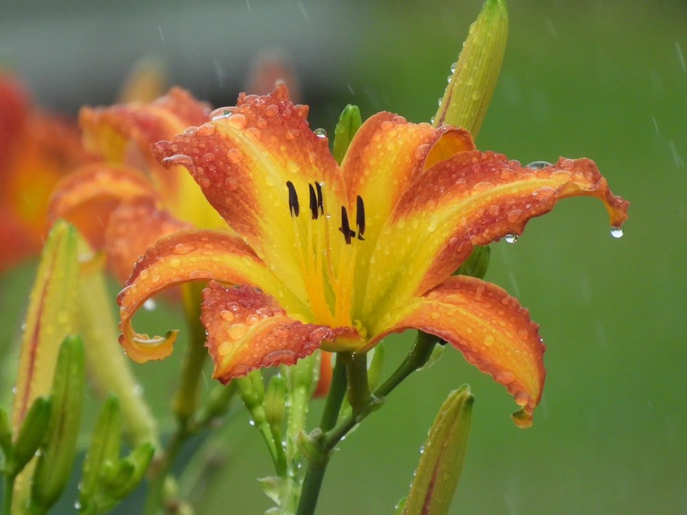 a close up of a flower with drops of water on it