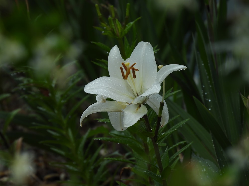 a close up of a white flower with water droplets on it