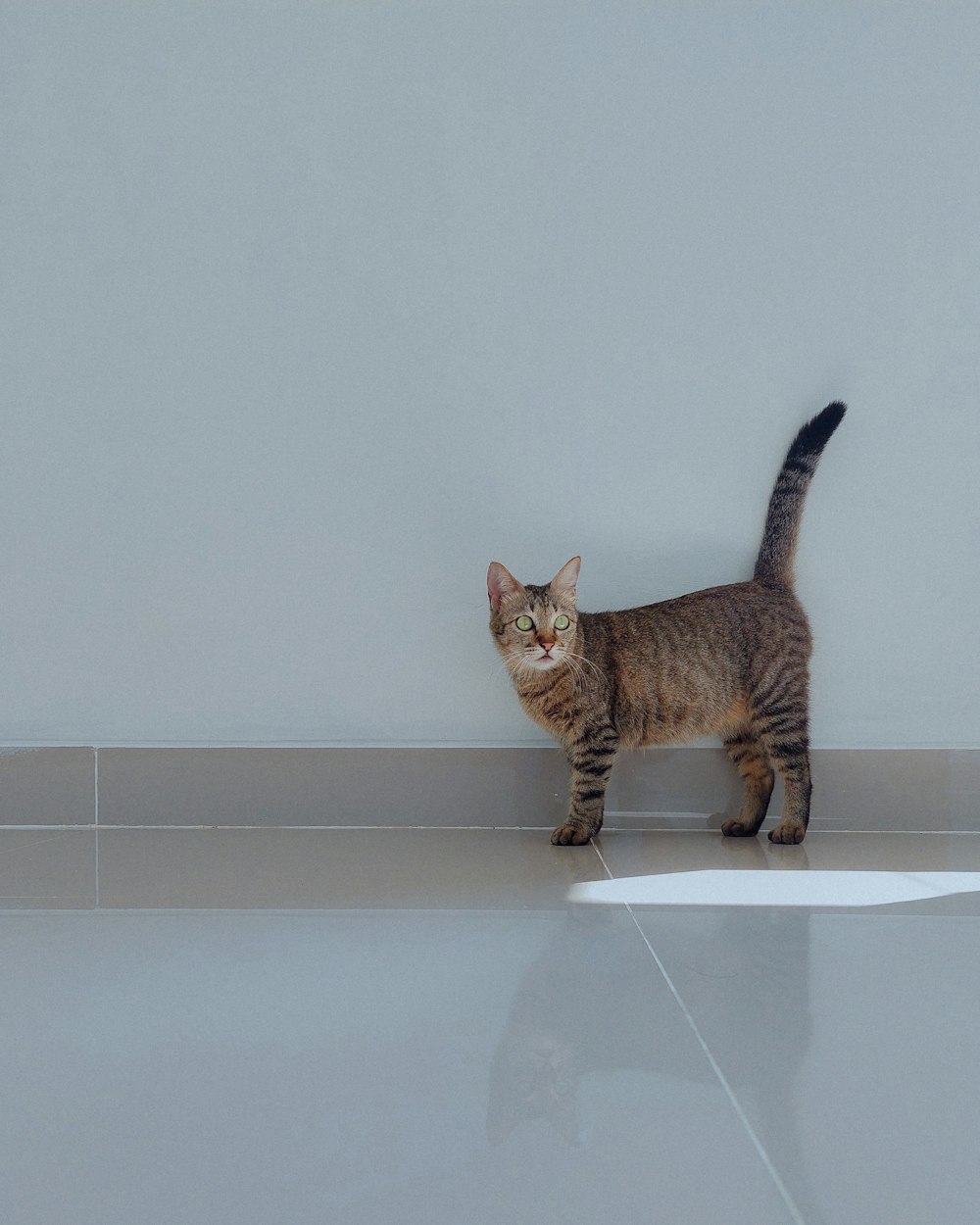 a cat standing on the floor in front of a white wall