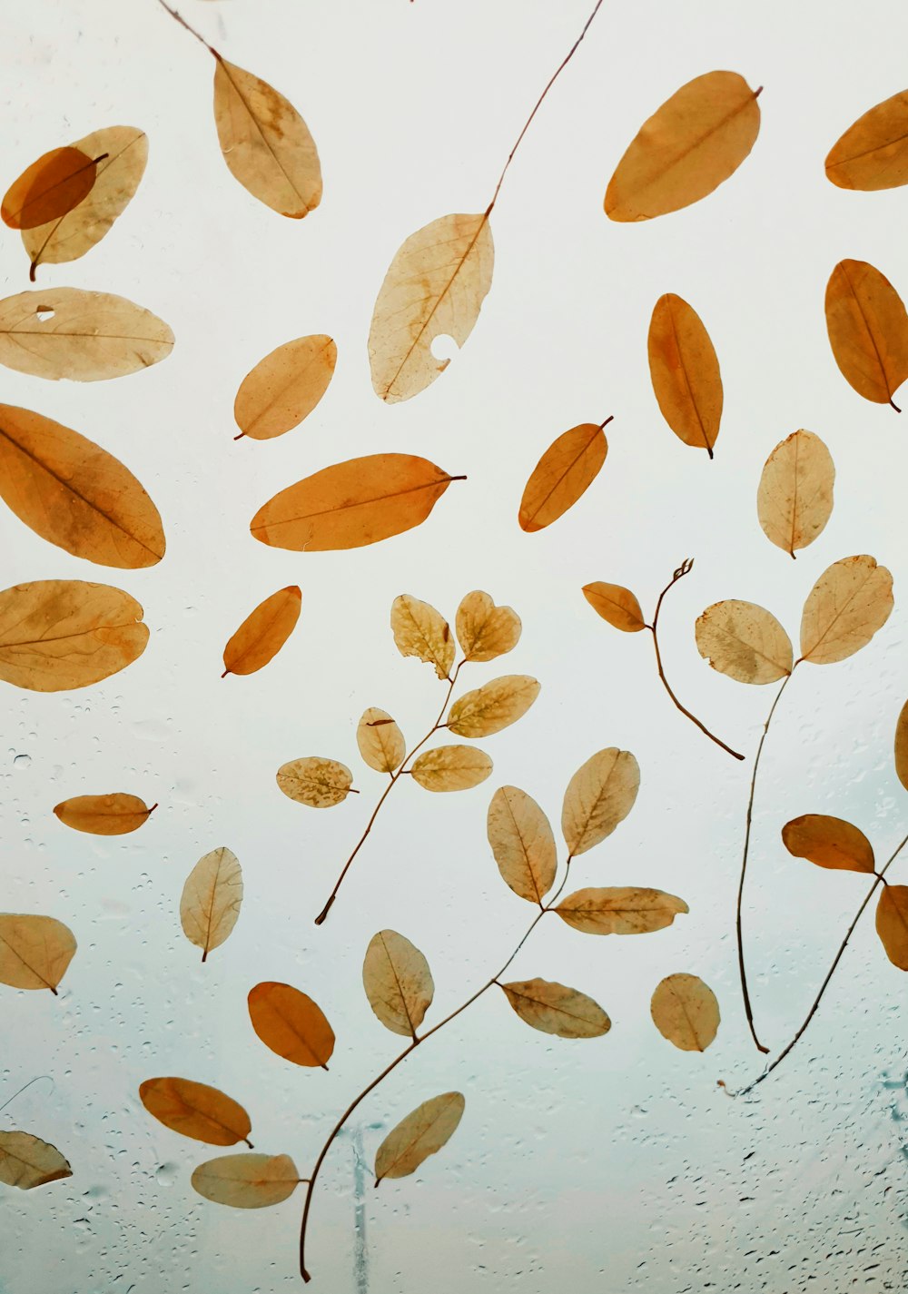 a bunch of leaves floating in the air