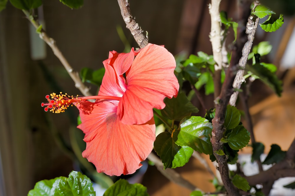 Una flor rosa con hojas verdes en el fondo