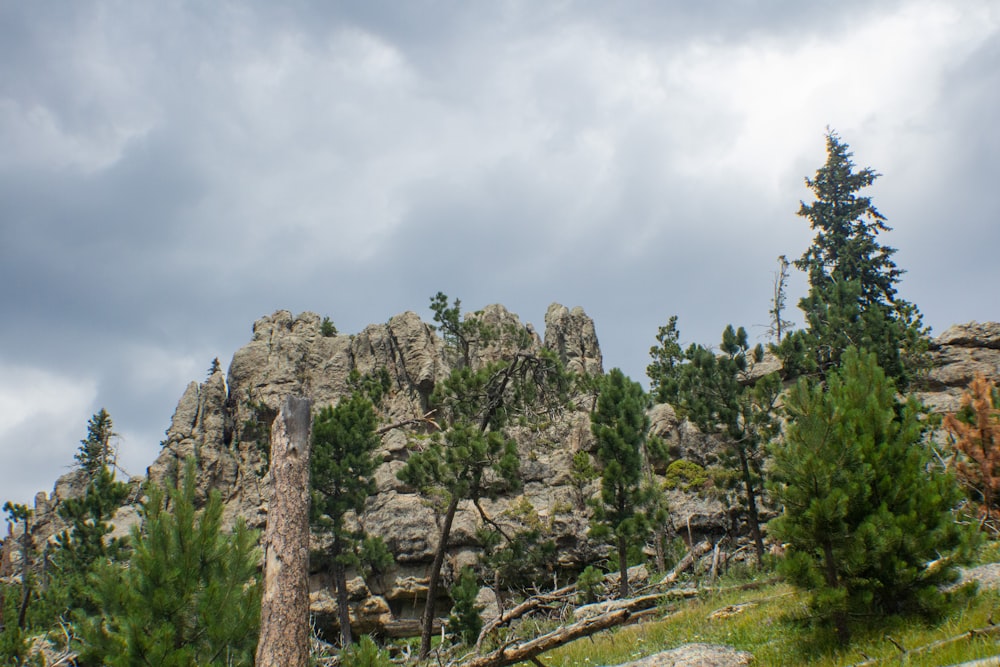 a group of trees on the side of a mountain