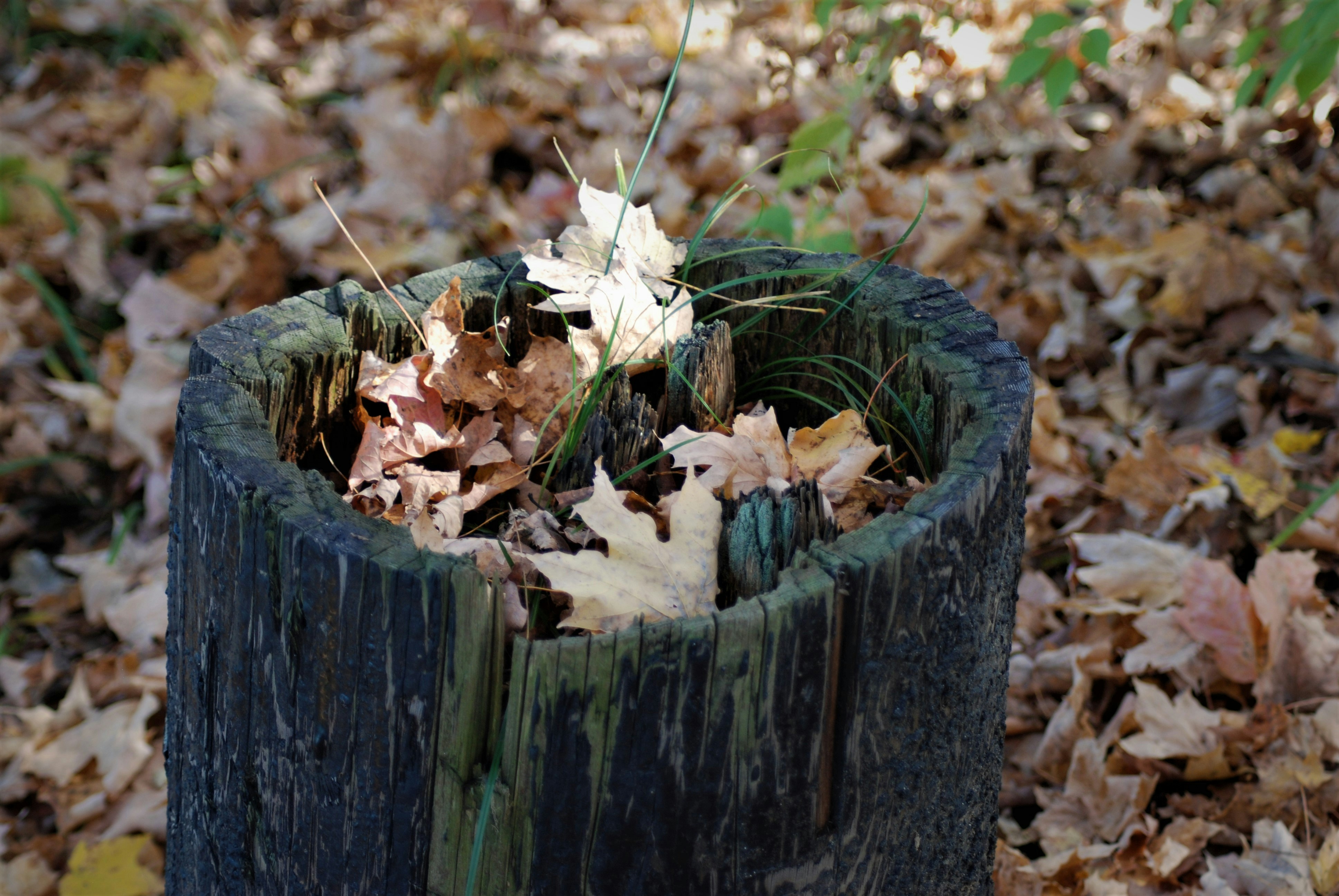 a close up of a tree stump with leaves on the ground
