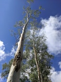 Wide shot of Brimin Lodge’s timber plantation with rows of eucalyptus trees under a clear blue sky.