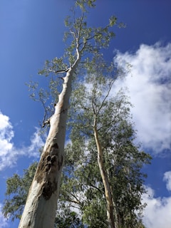 Tall eucalyptus trees with slender, pale trunks reach skyward against a backdrop of a clear blue sky interspersed with fluffy white clouds. The trees are lush with green leaves swaying gently in the breeze.