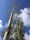 Man inspecting a large eucalyptus plantation under a clear blue sky.