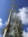 A lush eucalyptus plantation under a clear blue sky, showcasing rows of tall trees in a sustainable farming environment.