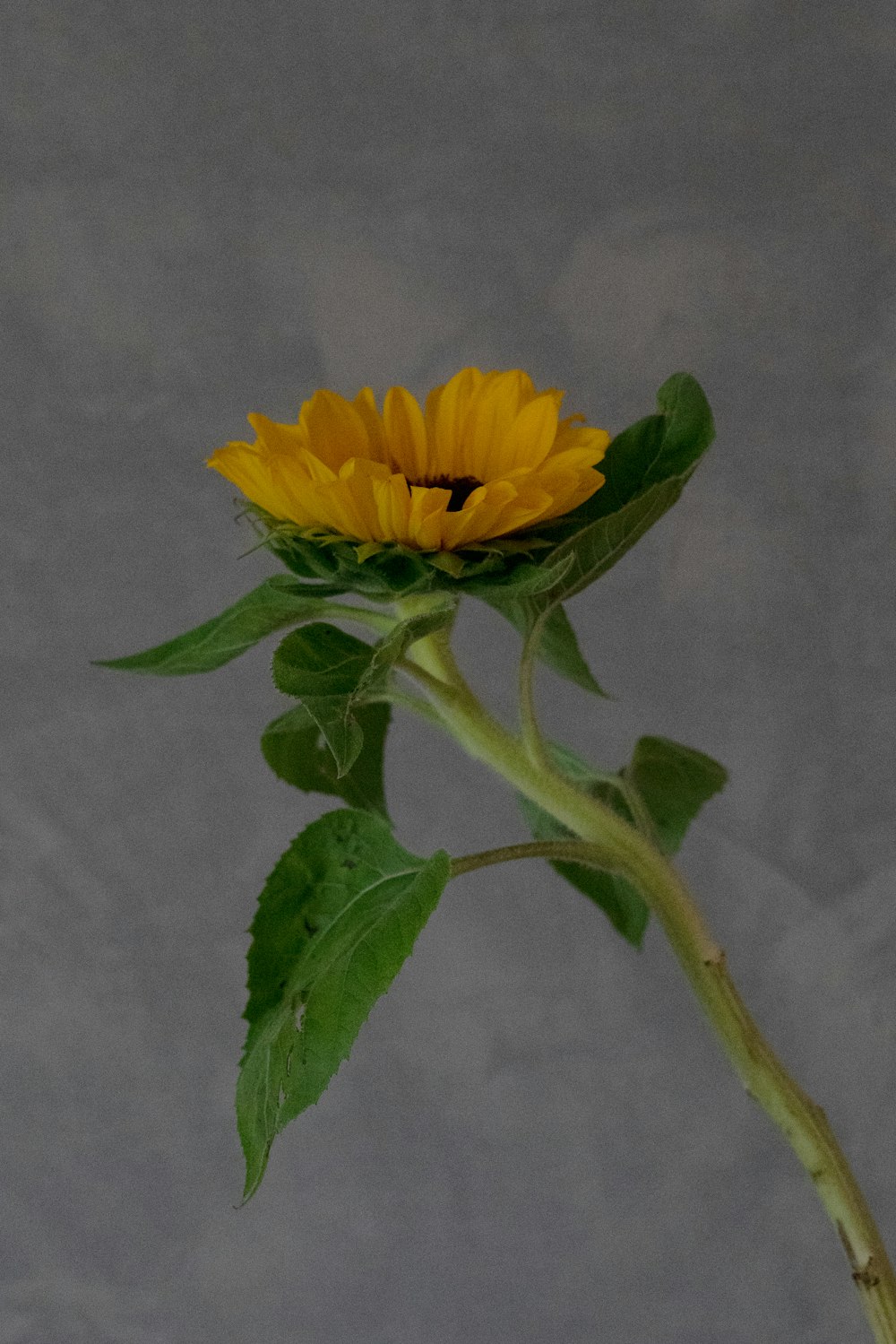 a single sunflower with green leaves on a gray background