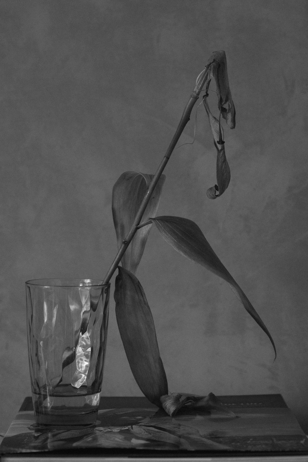 a black and white photo of a flower in a glass