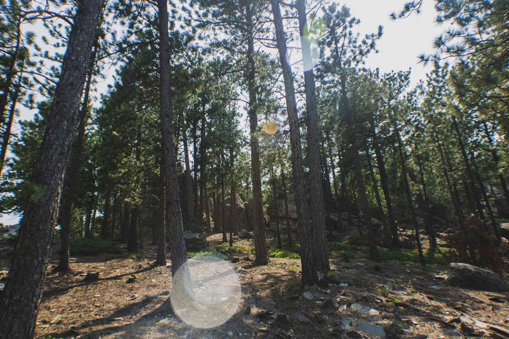 the sun shines through the trees in the forest