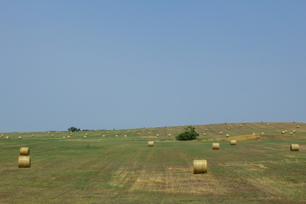 a field full of hay bales on a clear day