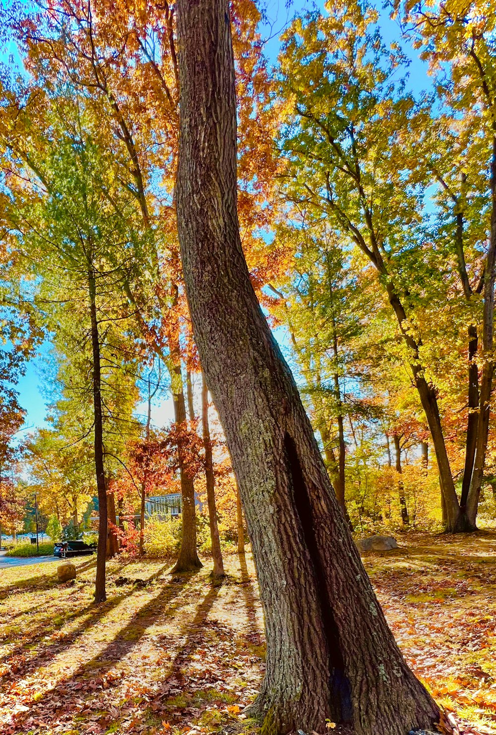 a large tree in the middle of a forest