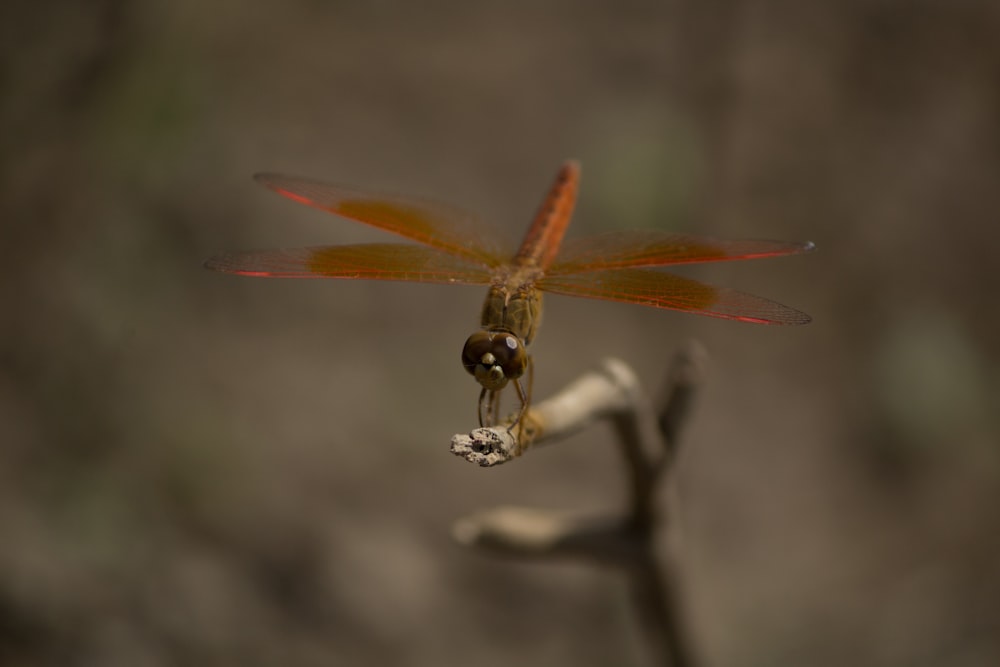 a dragon flys through the air above a branch