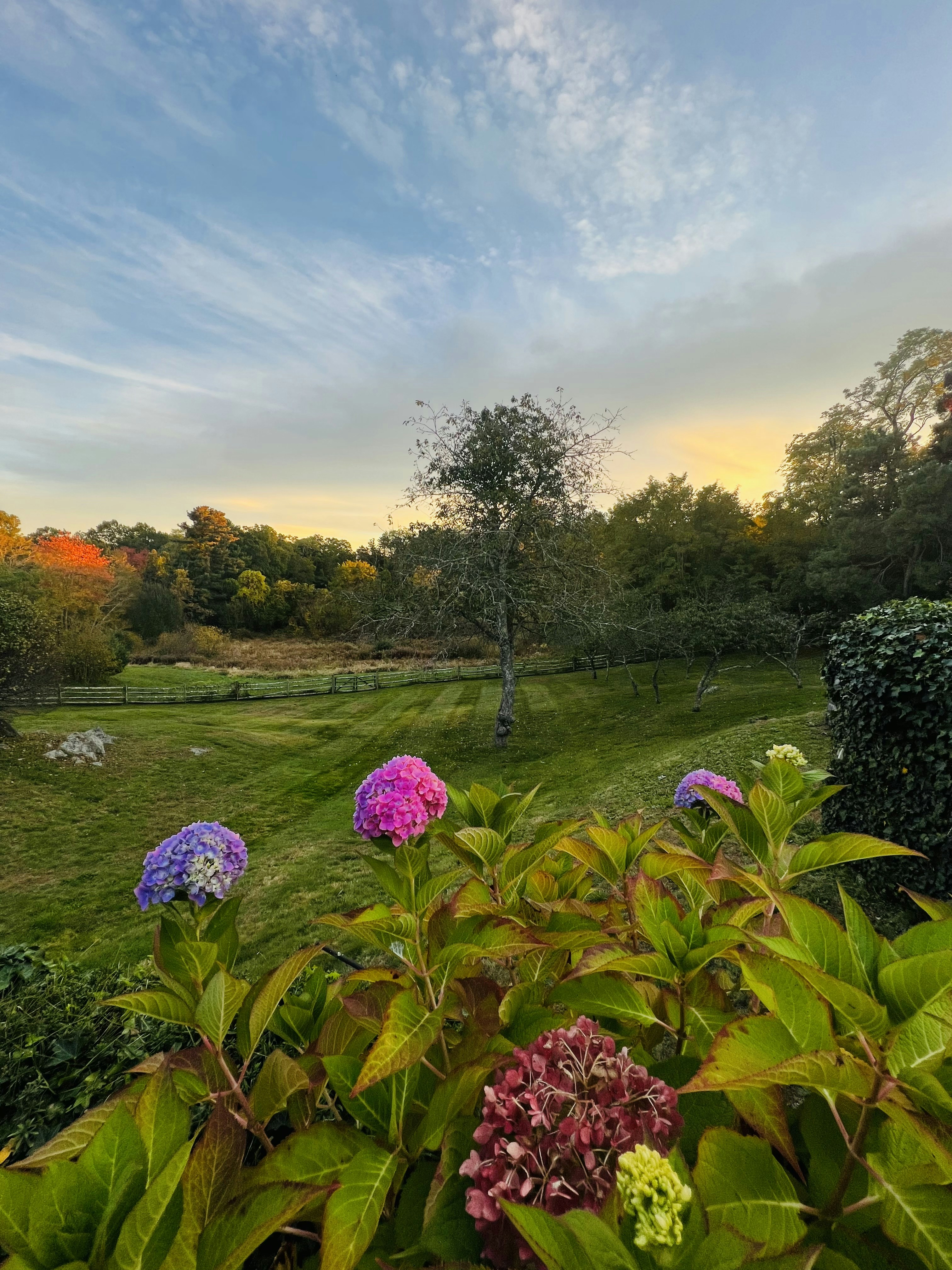 Un champ verdoyant rempli de nombreuses fleurs