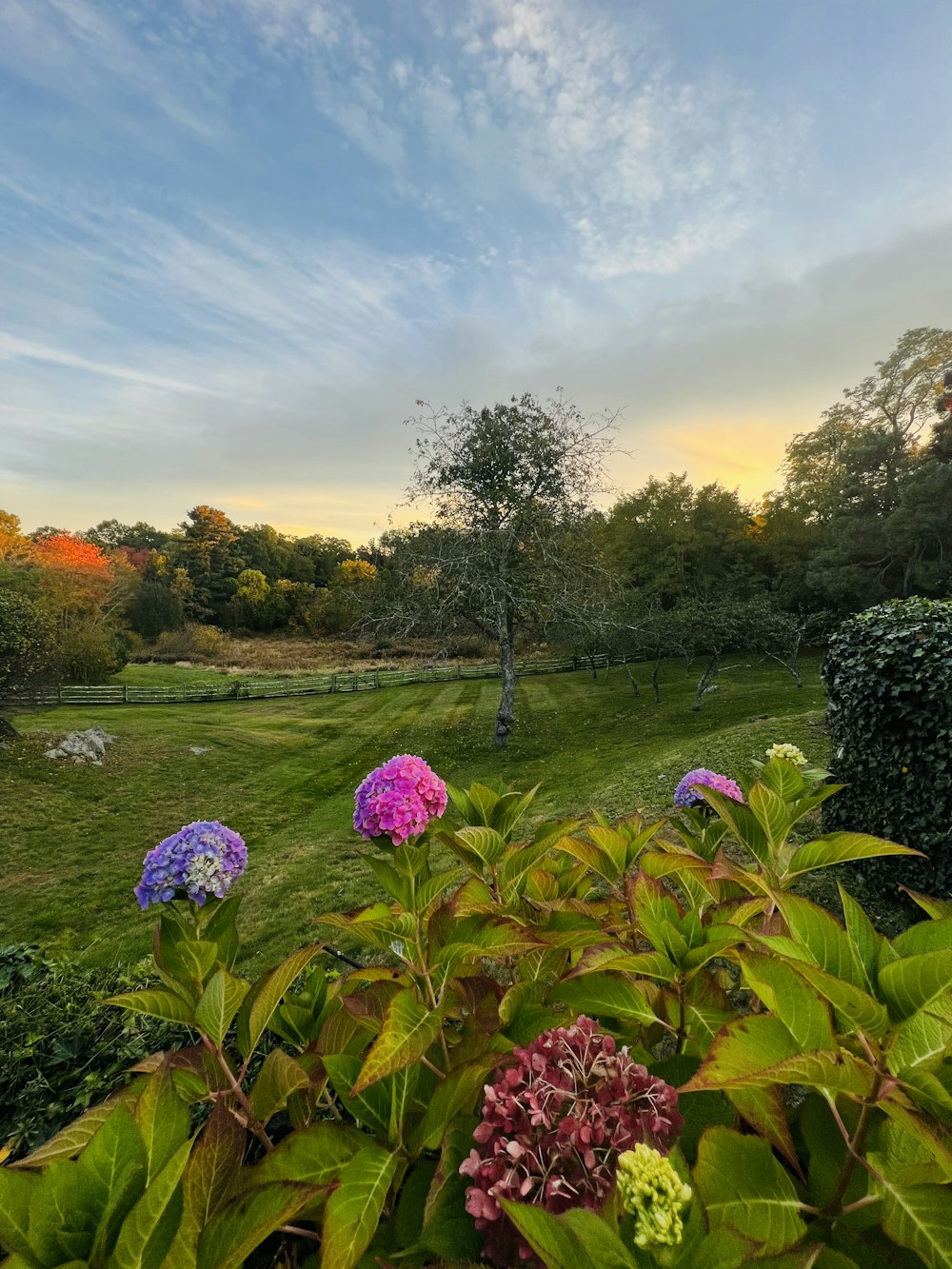 a lush green field filled with lots of flowers