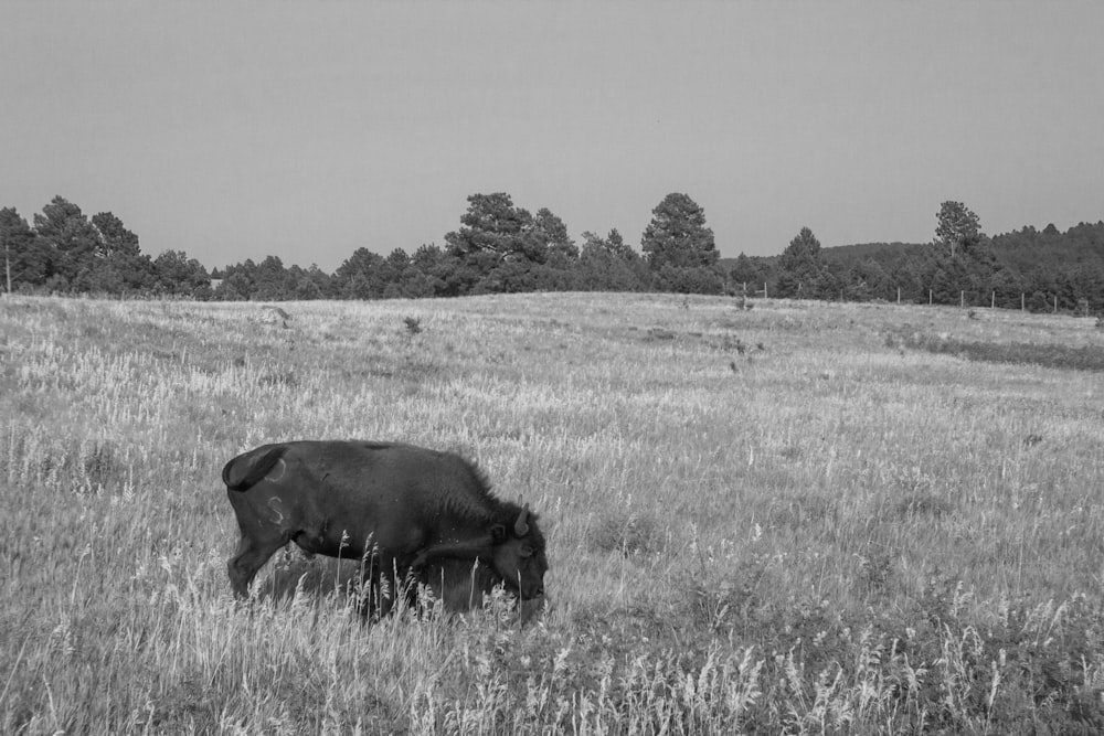 a black and white photo of a buffalo grazing in a field