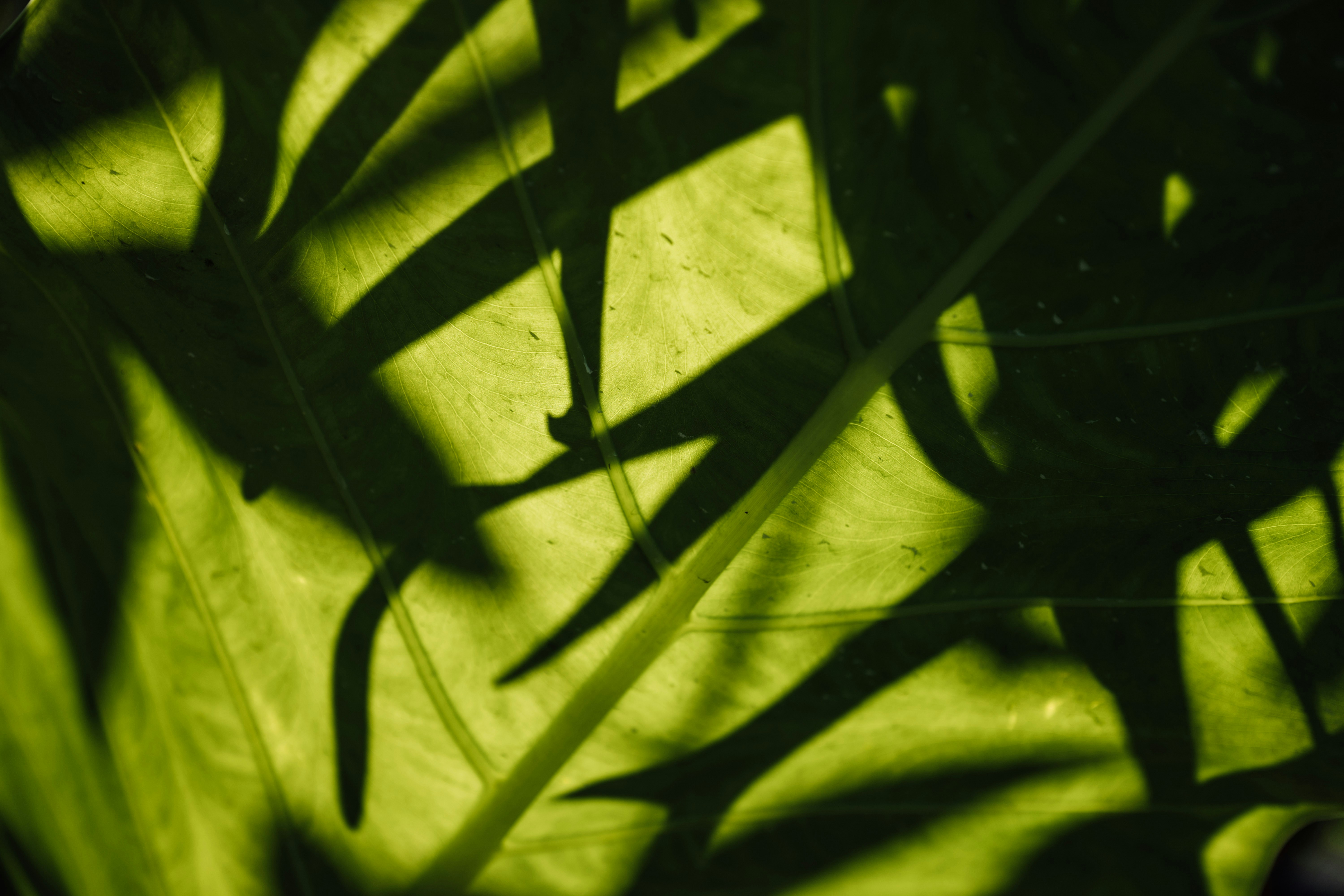 Photo by chuttersnap