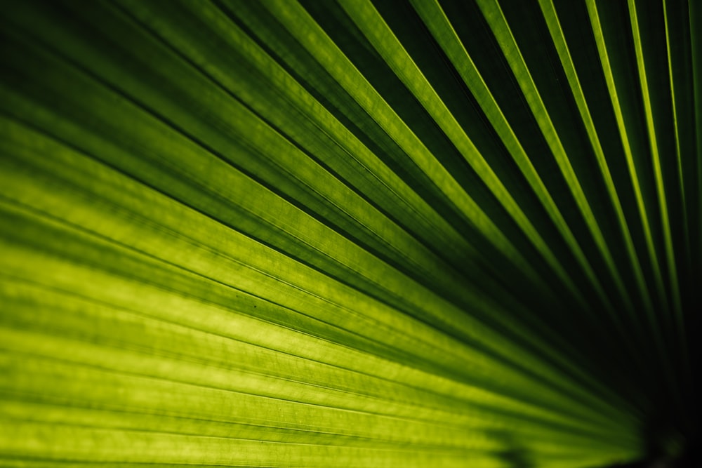 a close up of a green palm leaf