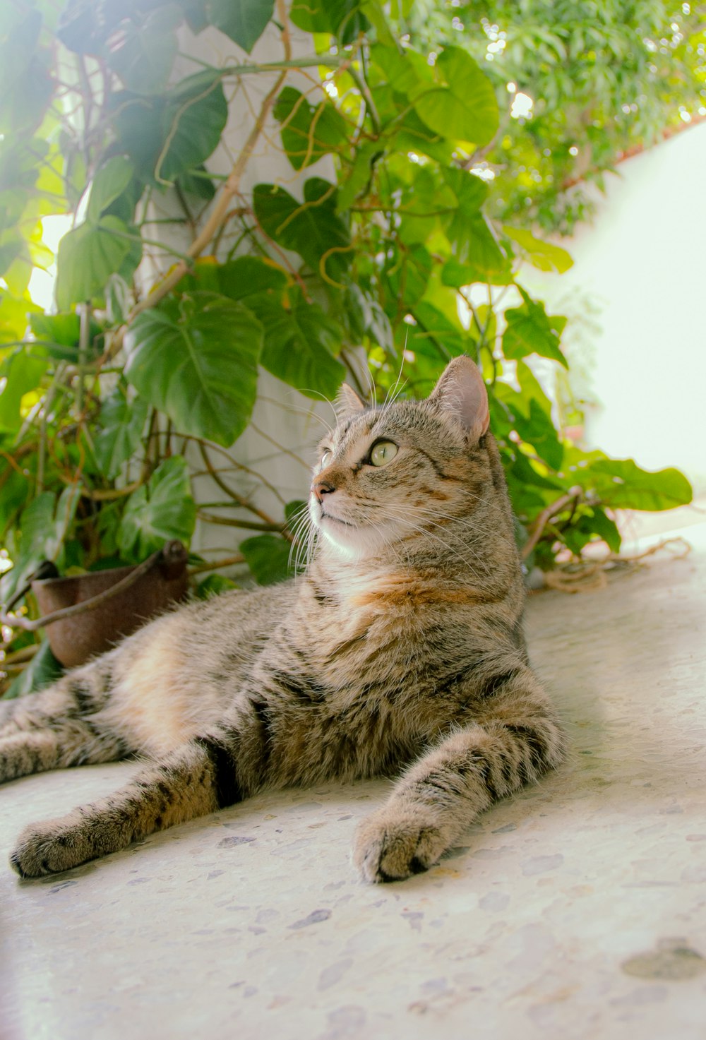 a cat laying on the ground next to a plant