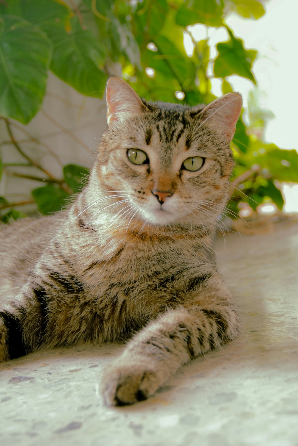 a cat laying on the ground next to a plant