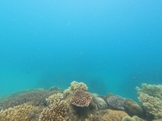An underwater scene featuring a vibrant coral reef with various coral structures, surrounded by clear blue water. The corals display different shapes and textures, adding richness to the marine environment.