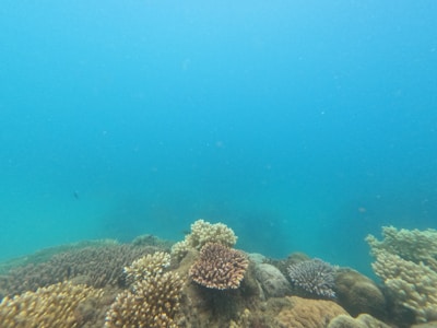 An underwater scene featuring a vibrant coral reef with various coral structures, surrounded by clear blue water. The corals display different shapes and textures, adding richness to the marine environment.