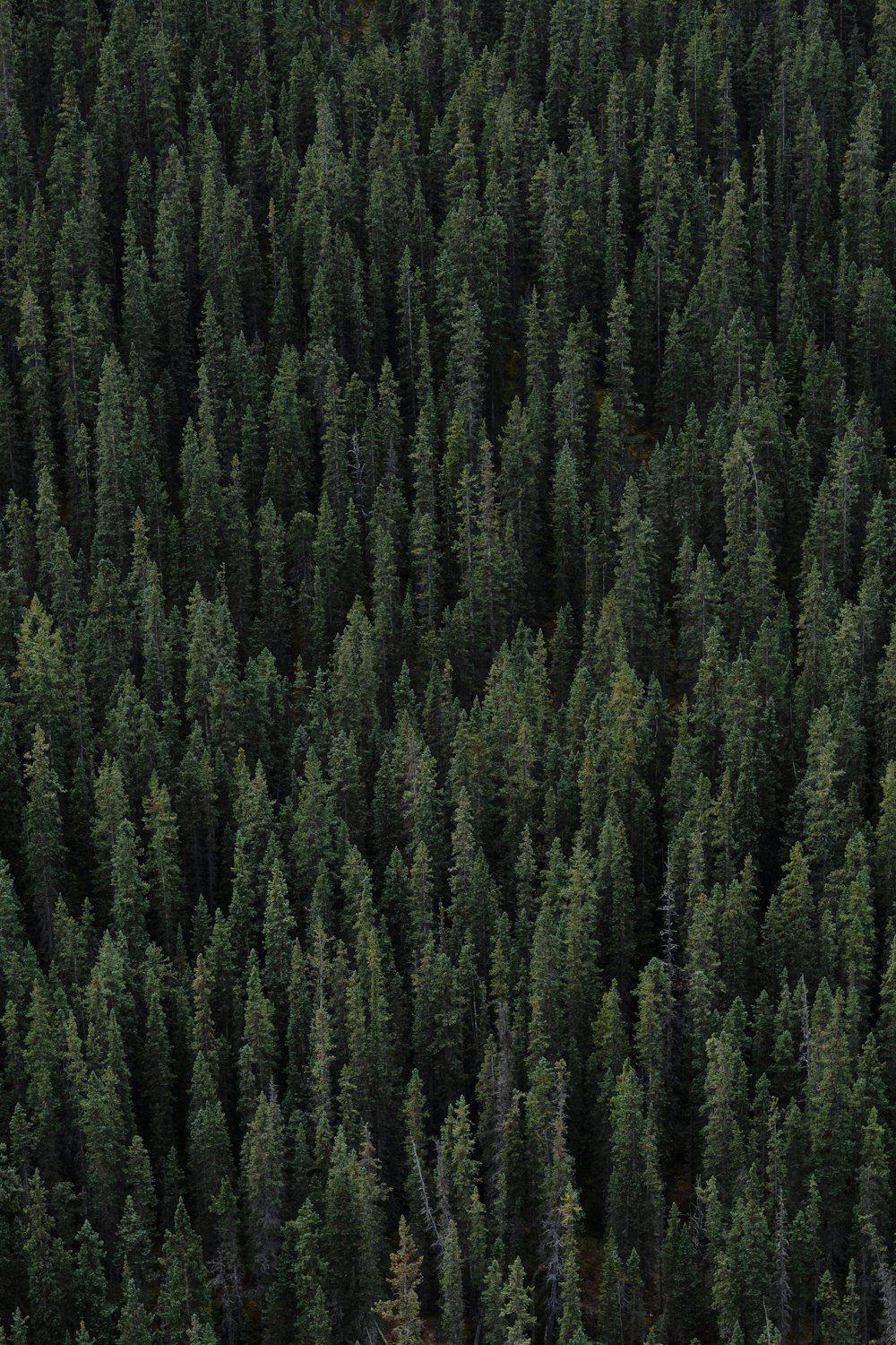 a plane flying over a forest filled with lots of trees