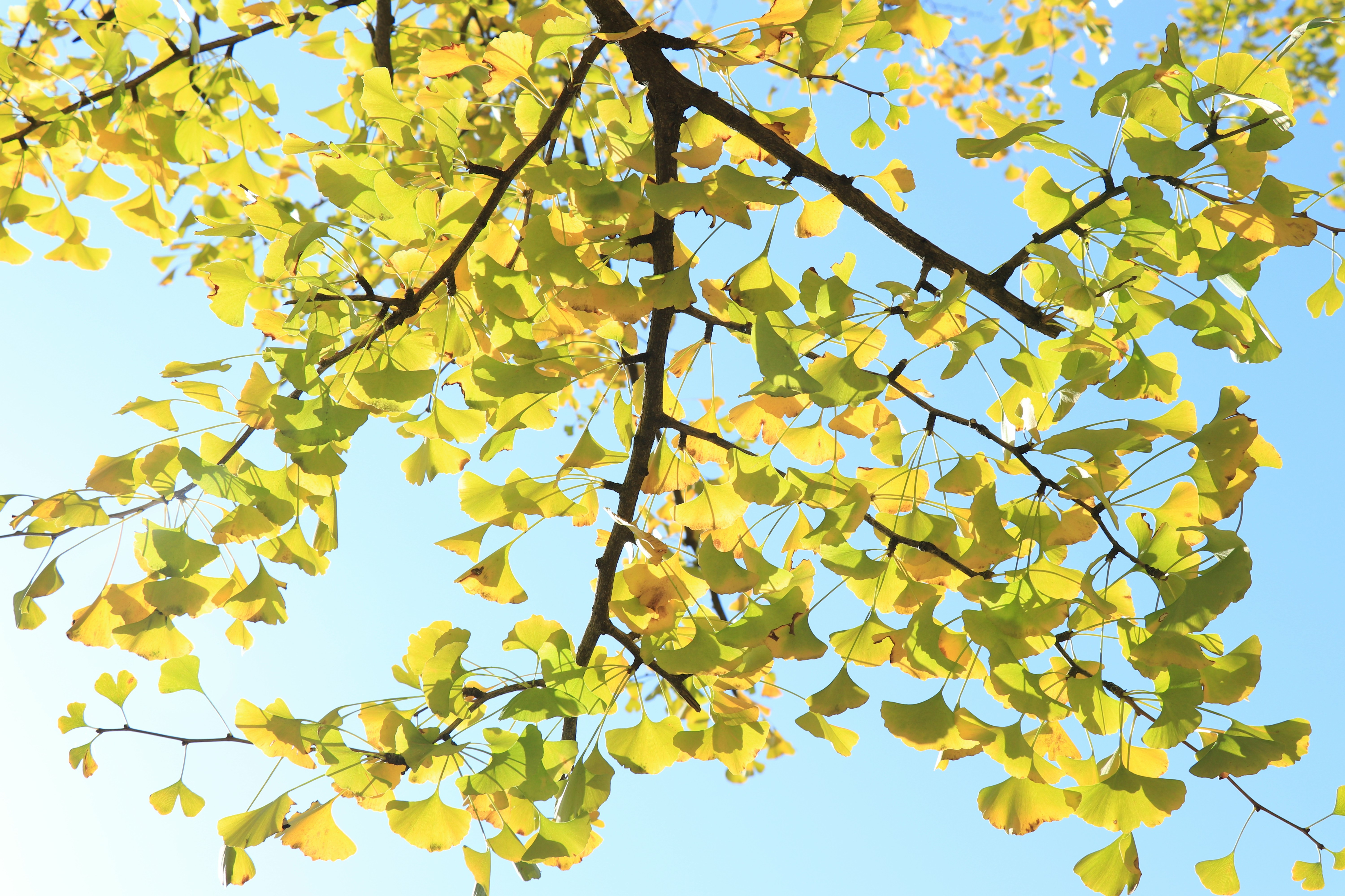 It’s autumn, and the gingko leaves are turning yellow. What a comfortable season!