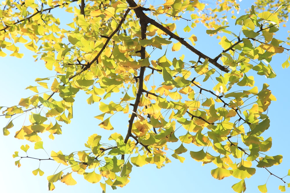 a tree branch with yellow leaves against a blue sky