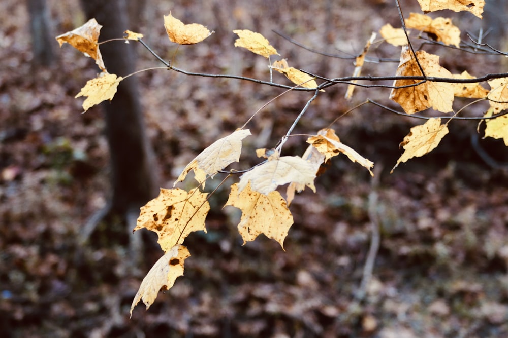 a tree branch with yellow leaves in a forest