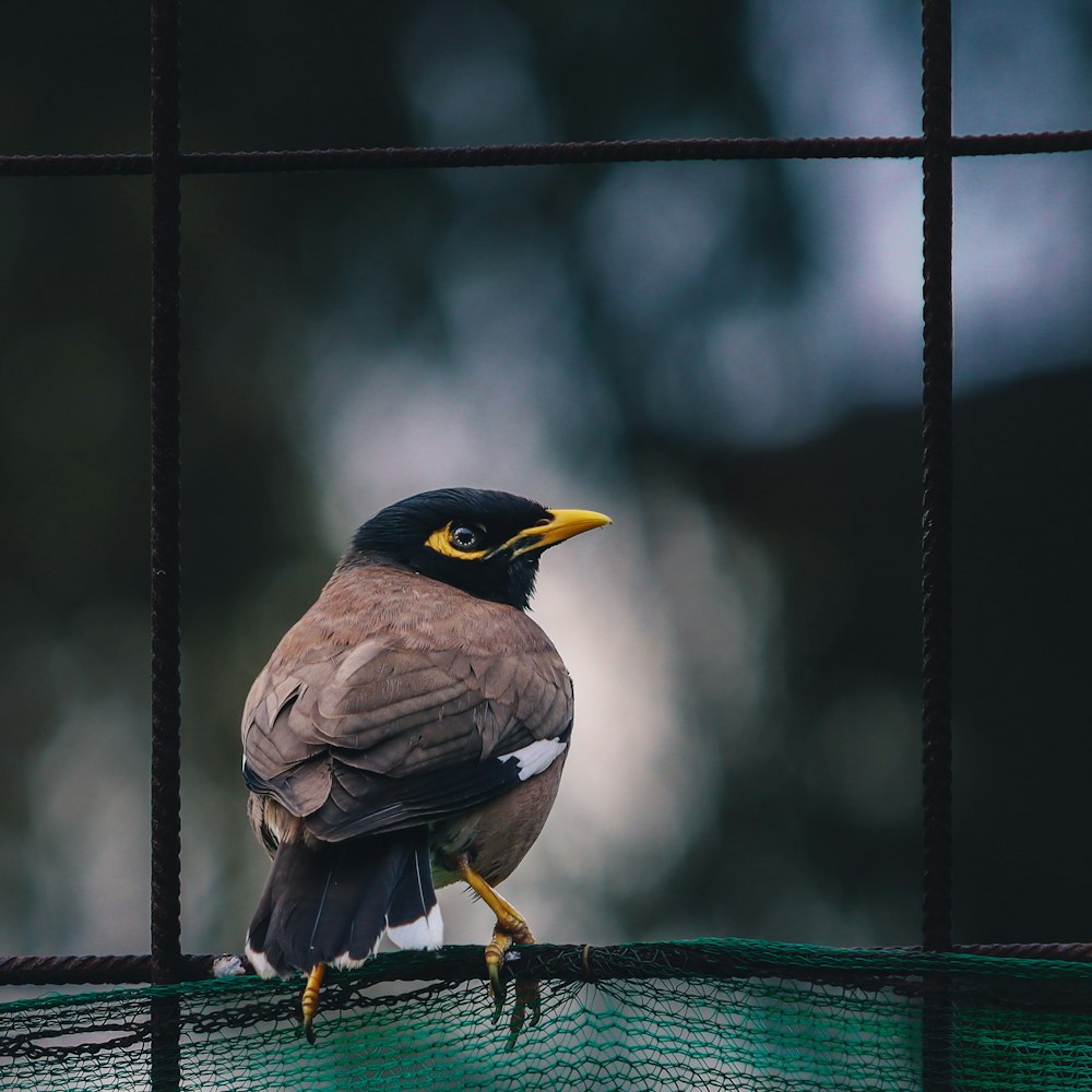 a bird sitting on top of a green fence