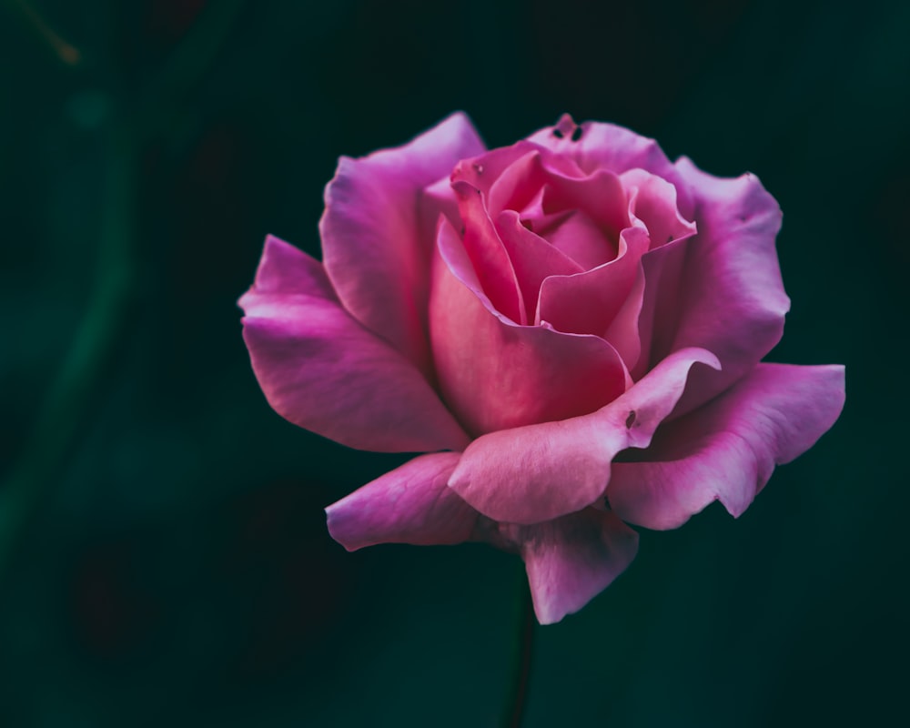 a pink rose with a green background