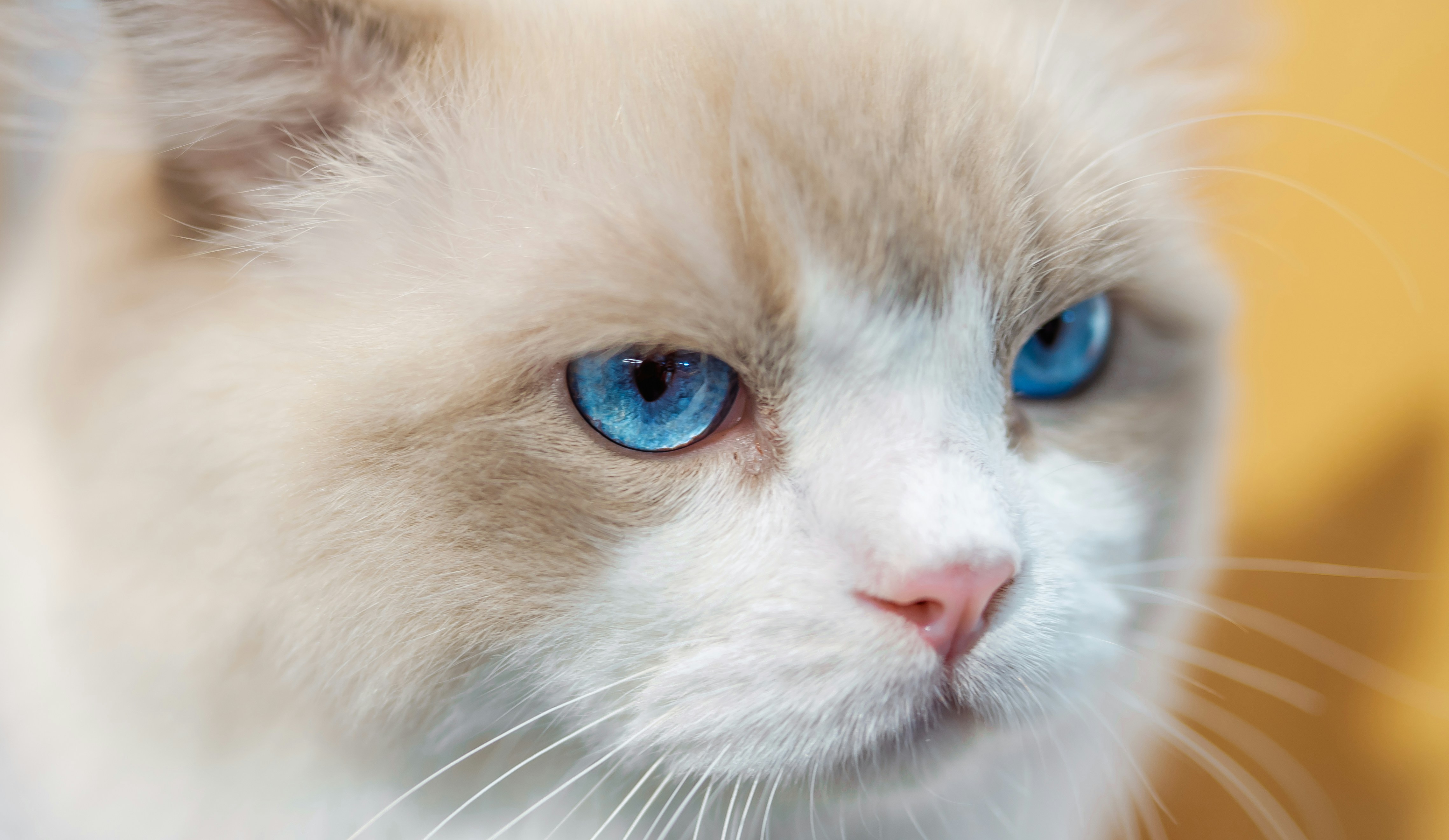 a close up of a cat with blue eyes