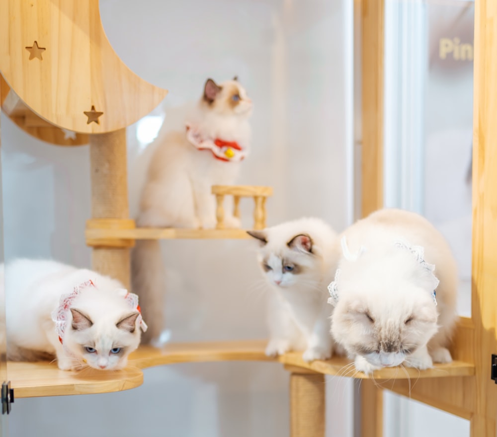 two white cats sitting on top of a wooden shelf