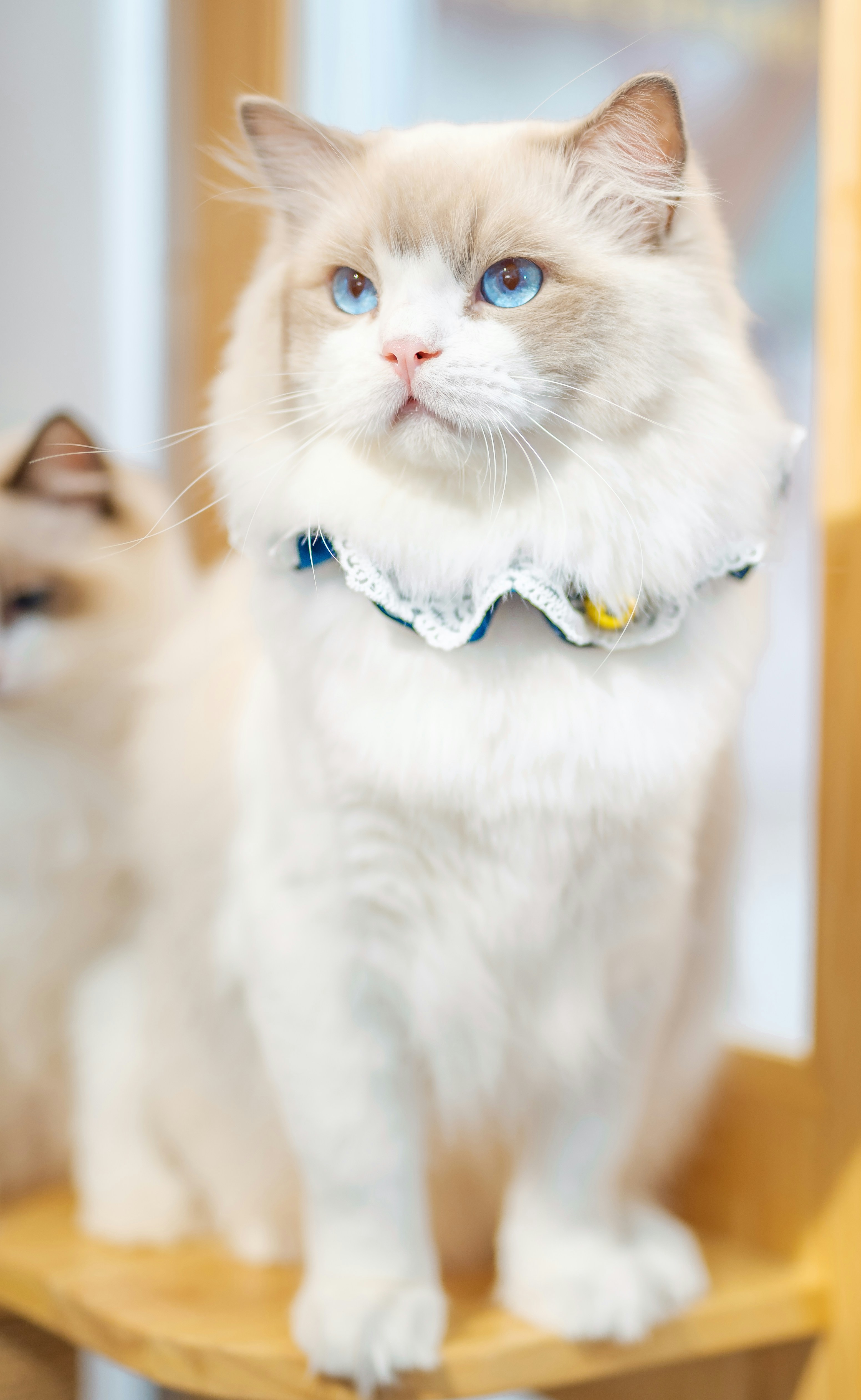A white cat with blue eyes sitting on a wooden chair photo – Free 深圳 ...